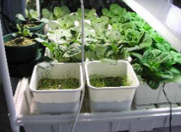 split-plan hydroponics garden