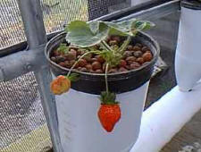 hydroponic strawberry