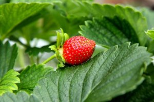 juicy red strawberry from your basement juicy red strawberry from your basement