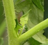 tomato suckers