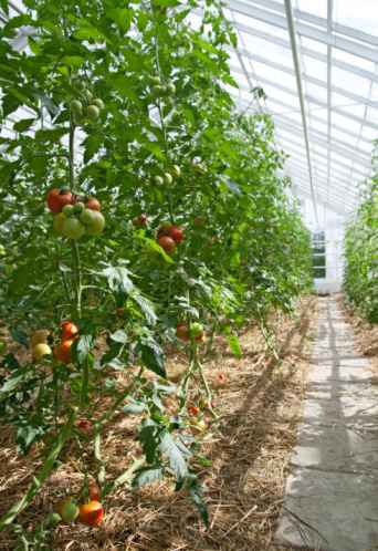 bright sunny greenhouse bright sunny greenhouse