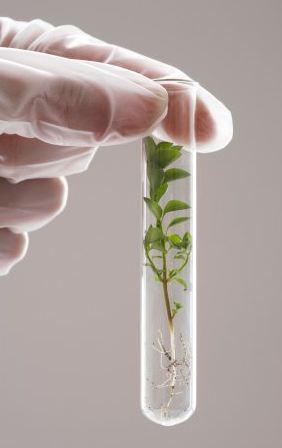 test tube plants