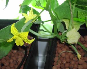 tiny cucumbers on female flowers tiny cucumbers on female flowers