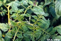TOBACCO MOSAIC VIRUS TOBACCO MOSAIC VIRUS