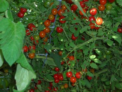 Tomaotes on a horizontal trellis or utilzing unused space ...