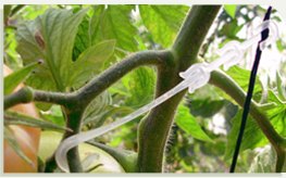 tomato truss