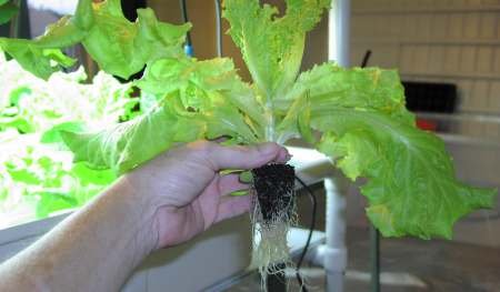 hydroponic lettuce- sweeeet