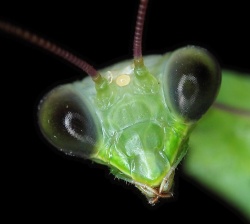 Cute but deadly garden pests