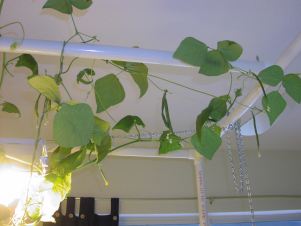 trellis those green bean vines trellis those green bean vines