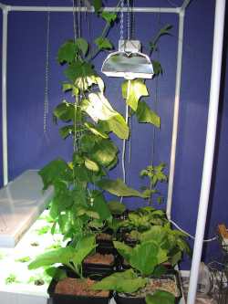 squash growing up trellis squash growing up trellis