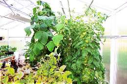 grow anything in a greenhouse grow anything in a greenhouse