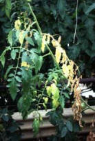 [wilt-disease] Verticullum Wilt and Fusarium Wilt