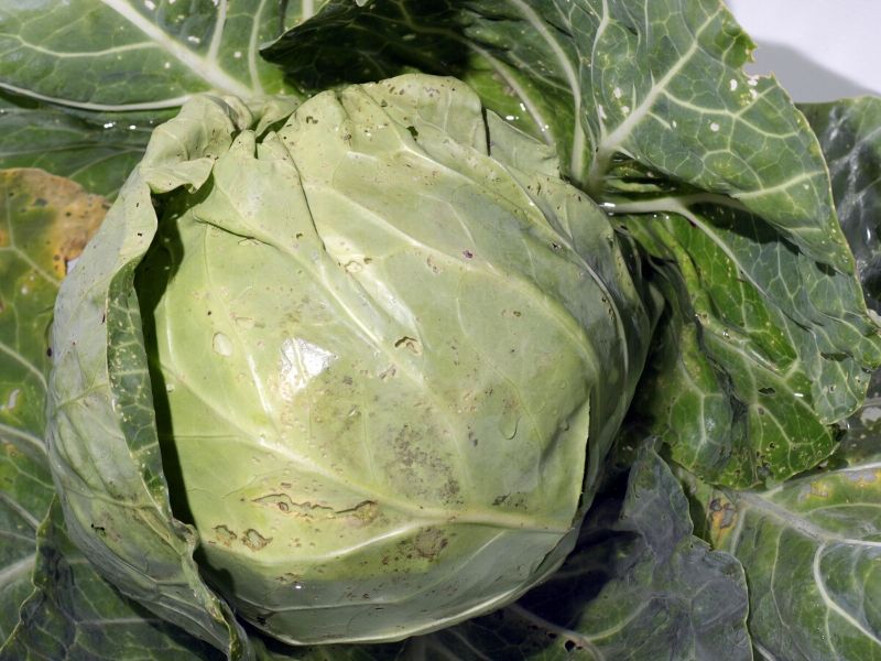 Cabbage