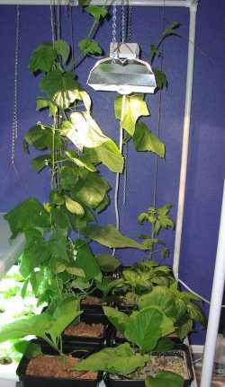 hydroponics thrive under HID lamp