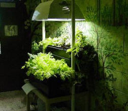 HID lamp necessary for hydroponics