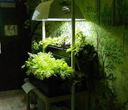 HID lamp well-known for hydroponics