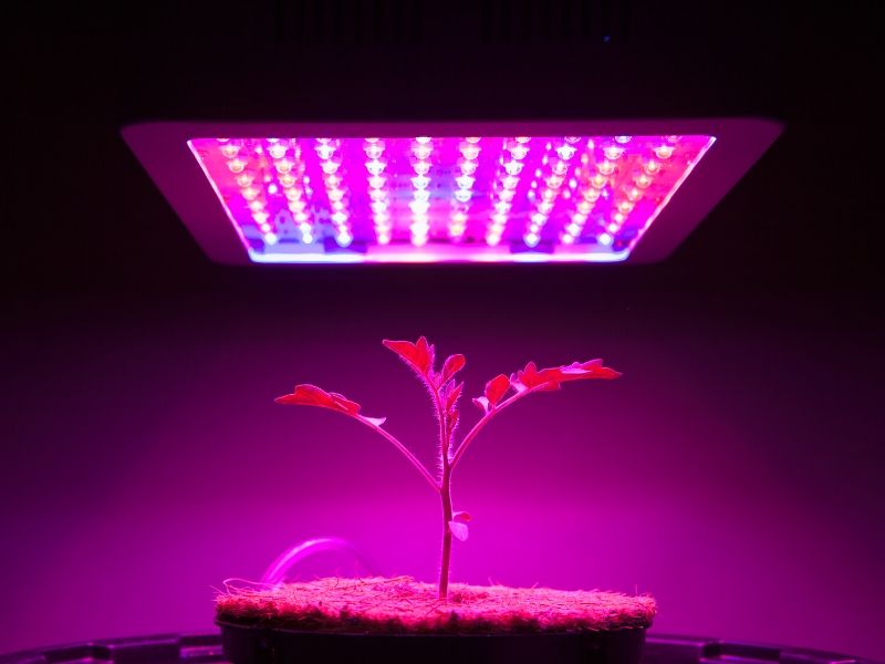 LED grow lights