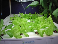 Lettuce Day 14