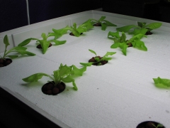 Lettuce day 9