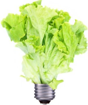 lettuce lightbulb