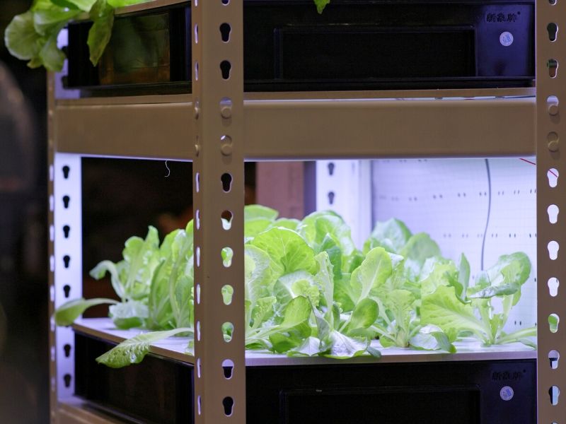 Lettuce under grow lights