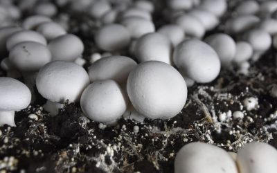 hydroponic mushrooms