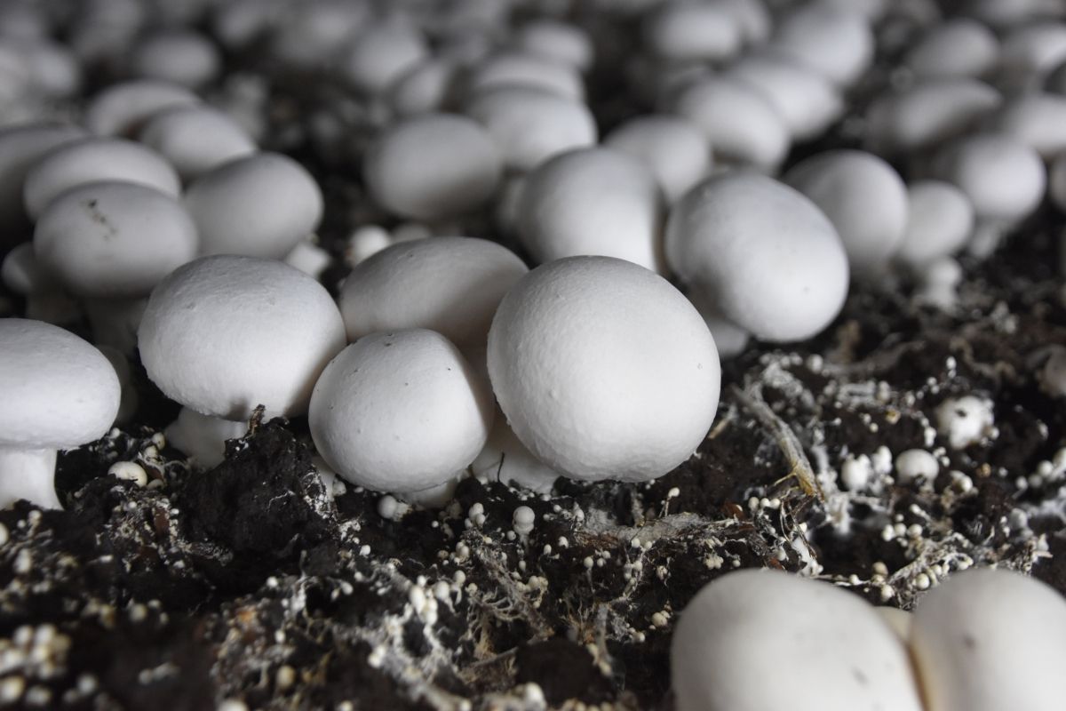 hydroponic mushrooms